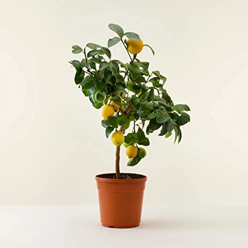 Limone Lunario Citrus Limon, Limone 4 Stagioni Pianta in Vaso ø 22 cm, Pianta Agrumi di Sicilia, Vivaio di Castelletto