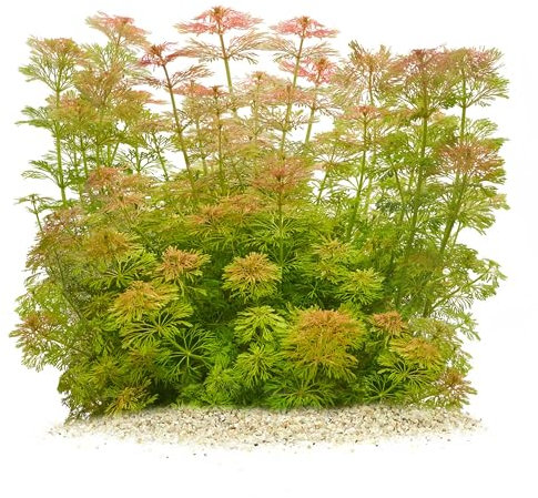 Limnophila sessiliflora Blütenstielloser Sumpffreund - in vitro 8,5cm Bechergröße - in vitro Wasserpflanzen für Aquarien