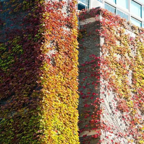 50 Pcs Wilder Wein Winterhart Schnellwachsend Samen - Winterharte Pflanzen Für Balkon Creeper Jungfernrebe Samen, Gartenpflanzen Winterhart Mehrjährig Bonsai Samen, Winterharte Kübelpflanzen