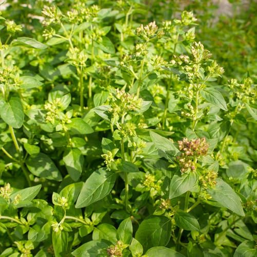 Semi di maggiorana perenne resistente, prodotti sostenibili Origano majorana, orto, biologici, culinarie del giardino 400pcs