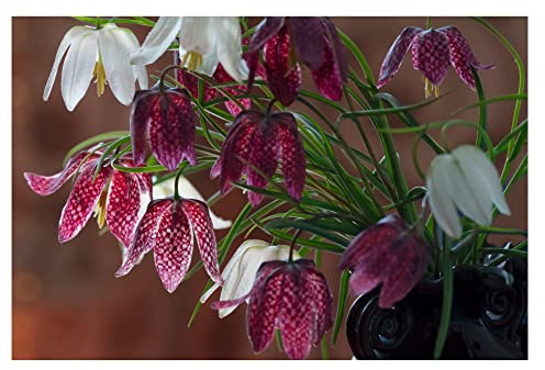 10x Fritillaria Meleagris Mixed Spring Flowering Bulbs Snakes Head Lily Hardy Perennials