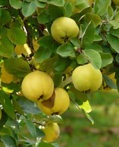 Pianta di Melo Cotogno 'Champion' - vaso Ø 20 cm - H. 150/180 cm