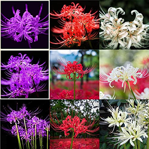 Lycoris radiata/Bellissime piante di decorazione del parco-10 bulbi