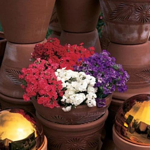 10 seeds of Phlox 21'st Century Mix Annual
