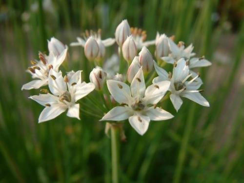 Allium Tuberosum x 15 Semi Freschi