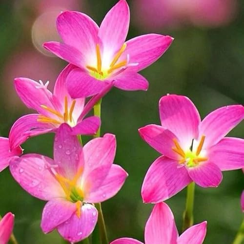 Bulbi di Zephyranthes - perenni Zephyranthes Candida - esotiche bulbi di rare da giardino bulbi di giardino farfalle 18pcs