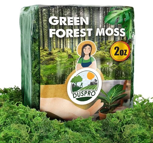 [Upgraded] DUSPRO Green Moss for Crafts, Real Forest Moss Potted Plants, Decorative Mosses for Table Centerpieces Wedding Christmas Fairy Party Decor, Indoor Planters, DIY Project (2 Oz)