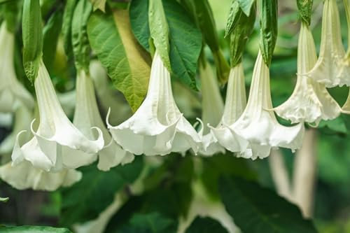 15 Graines de Trompettes de anges blanches (Brugmansia suaveolens)