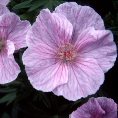 Plant World Seeds - Geranium Sanguineum Lancastriense/Striatum Seeds (Perennial Flower Seeds)