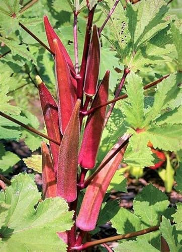 50 Red Burgundy Okra Seeds for Planting. Non GMO 3 Grams Garden Vegetable Bulk Survival