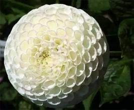 Lot de 100 sacs blancs Hortensia Fiore s, Colore Puro, Durevole, Splendido Balcone o Fiore Pianta Yard