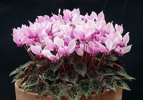 100 graines de fleurs de cyclamen