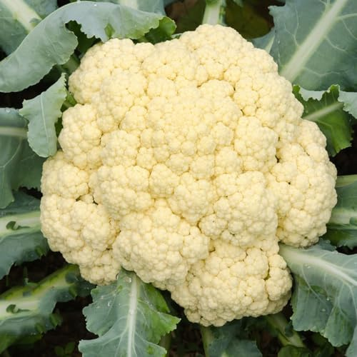 semi di cavolfiore - biologici per rialzato resistenti all'esterno Giardino, varietà antiche 80pcs