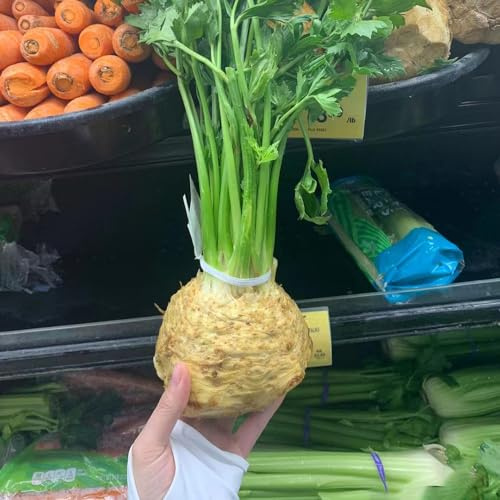 semi di sedano rapa - semi di Coltivare rampicanti sostenibili resistenti in vaso Aiuole rialzate per il giardino rare varietà antiche 350semi