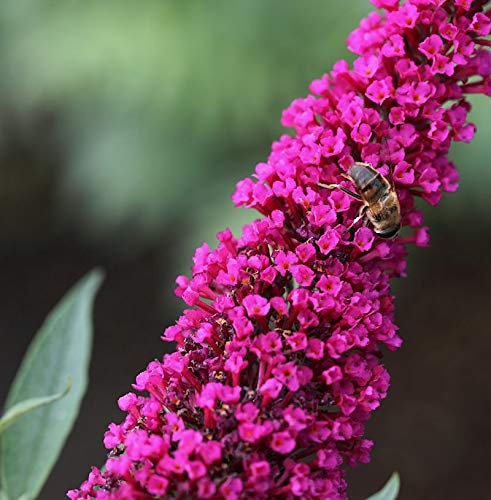 Sommerflieder Royal Red 100-125cm - Buddleja