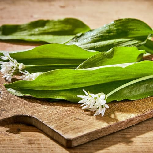 semillas de ajo silvestre cocina de jardín ajo silvestre resistentes jardín, exótico, tradicionales, cobertura del suelo, 350pcs