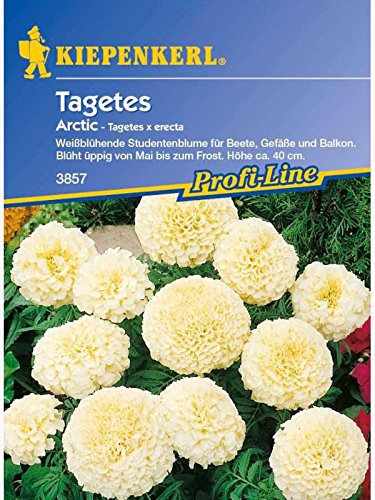Tagetes erecta Arctic Blanc