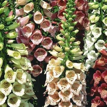 PREMIER SEEDS DIRECT - Digitalis - Foxglove - Foxy - Mixed Colors - 1 GRAM ~ 12,000 Seeds