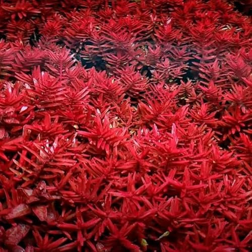 10 x Loose Rotala Blood Red Live Aquarium Plants Red Green Colour Easy to Grow for Tropical Freshwater Tanks K2aqua