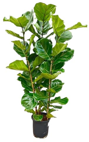 Arbusto Ficus Lyrata - 140-150cm - Ø27cm - Pianta d'appartamento - Sempreverde