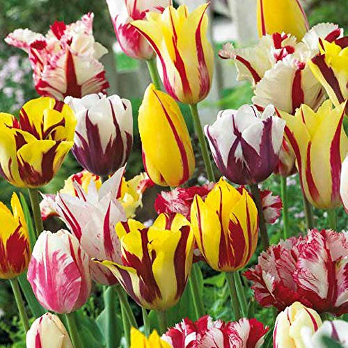 Tulpenzwiebeln, Gemischte Tulpensorten, Kollektion, Tulpenzwiebeln für Gärten, Frühlingsblüher, Pflanzfertige Blumenzwiebeln, Gartenlandschaft (10 Zwiebeln)