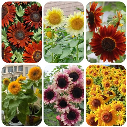 Comprar semillas de girasol - semillas de girasol - ornamentales decoración girasol jardín, decorativas resistentes para balcón 100pcs
