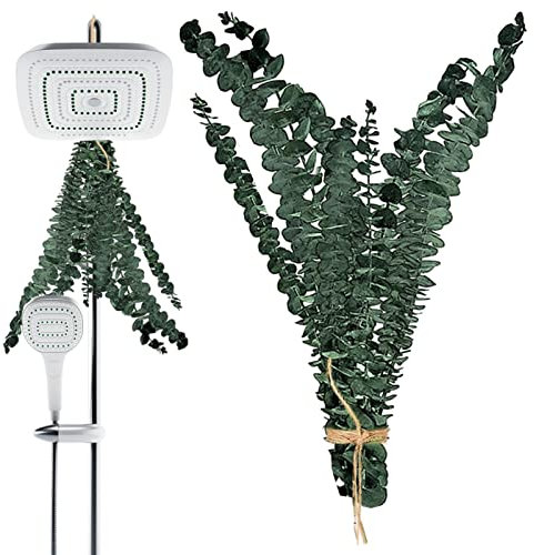 Bitong Eucalyptus Stems, 10 Count, 15-17 Inches, Muted Green, Dried Plant, Decorative, Indoor, Special Events