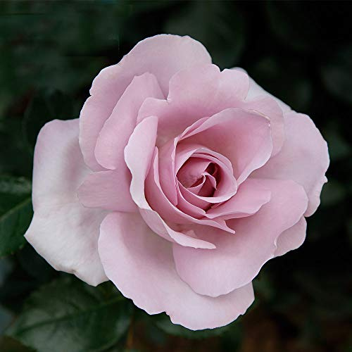 Heirloom Roses Rose Plant - Le Petit Prince Pink Rose Bush, Floribunda Live Plant for Planting Outdoors