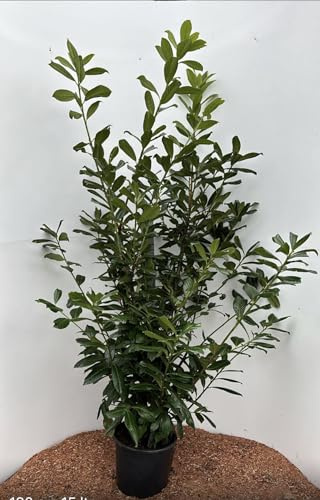 25st. Kirschlorbeer Novita 150-180cm Buschige Pflanzen XXL reine Pflanzenhöhe Prunus laurocerasus Lorbeer Gartenhecke Sichtschutz Kirschlorbeerhecke