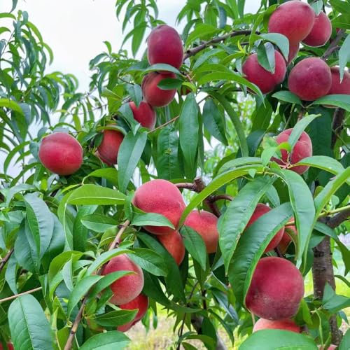 pfirsichbaum winterhart - samen balkon pflanzen obst samen pflanzen garten zwergobstbäume balkon hochbeet pfirsichbaum obstbaum indoor garten winterharte kübelpflanzen winterharte 8pcs