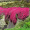 Semi di Timo Strisciante Rosso – Pianta Coprisuolo Perenne, Semi Non-OGM di Fiori Antichi per Giardino e Balcone (200Rosso)