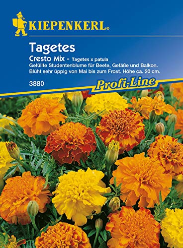 Tagetes Cresto Mix, gefüllte Studentenblume für Beete Gefäße und Balkon, blüht üppig von Mai bis zum Frost