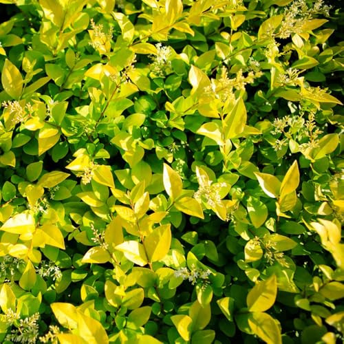 semillas de aligustre - variedades antiguas Jardín balcón exóticas raras interior Decoración exteriores 120pcs