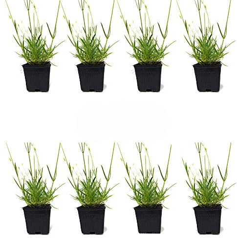 L+ French Provence Lavender — 8 Live Plants in 4 Pots — Blue-Purple Flowers — Fragrant, Bee-Friendly, Drought & Deer Resistant Perennial — Zones 5–9 — Grown in Sequim, WA