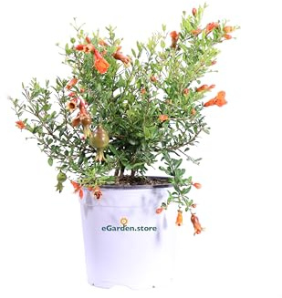 Pianta di Melograno nano o Punica Granatum nanum pianta ornamentale da esterno cespuglio da giardino pianta vera venduta da eGarden.store (Vaso 19 cm)