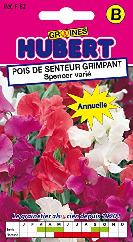 Graines de Pois de senteur grimpant Spencer varié - 3 grammes
