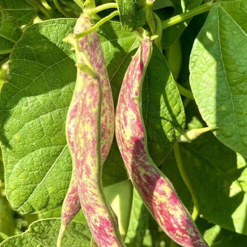 PREMIER SEEDS DIRECT - Climbing Italian BORLOTTO Bean - Lingua DI Fuoco 2-75 Grams~ 100 Seeds