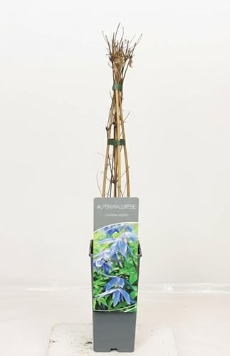Clematis Alpina Blu, Pianta Rampicante da Giardino, Fiori Blu, Vaso Alto Uso Esterno