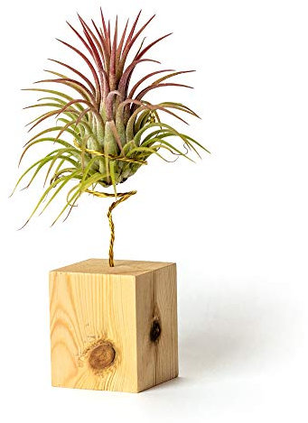 Airplant Zimmerpflanzen zur Dekoration des Schreibtischs pflegeleichtes Arbeitszimmer (Tillandsia Ionantha Ionantha) (x3 Verschiedene Ständer - inklusive) (Kiefernholz)