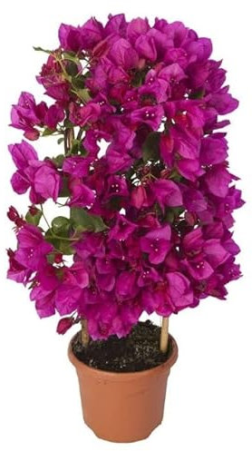 Buganvilla Natural Planta que Puede Transformar Cualquier Espacio en un Jardín de Ensueño