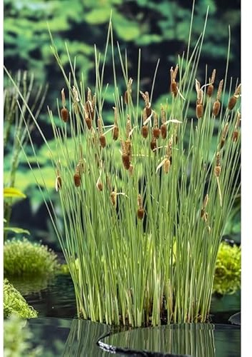 PIANTE DA FITODEPURAZIONE per laghetto da giardino, pond, minipond, vasche con pesci, laghetti balneabili, stagni. (9 PIANTE IN MIX)