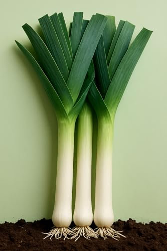 150 graines à semer - Le Grenier d'Abondance - POIREAU Gros Long d'été - Allium porrum