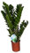 Glücksfeder, (Zamioculcas zamiifolia), Zamie, Zamia Farn, Zamia Palme, pflegeleichte Zimmerpflanze (ca. 80cm hoch im 21cm Topf)