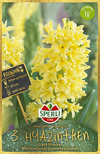 Sperli 450637 Hyazinthe Gipsy Princess (3 Stück) (Herbstblumenzwiebeln)