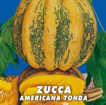 Semi in busta Zucca Americana Tonda