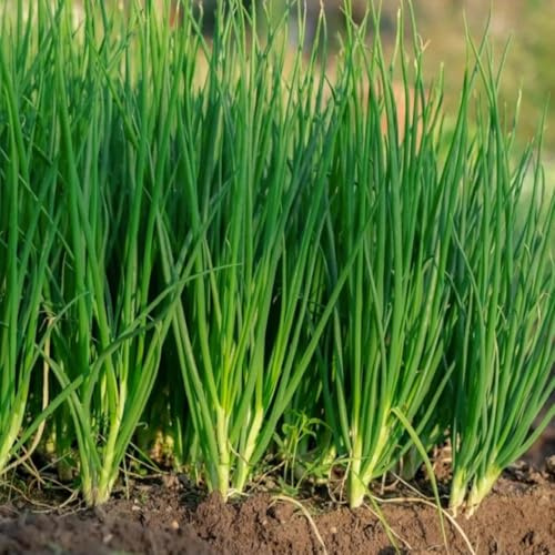 semi di cipollina resistente - estremamente balcone esterno esotiche giardino 100pcs