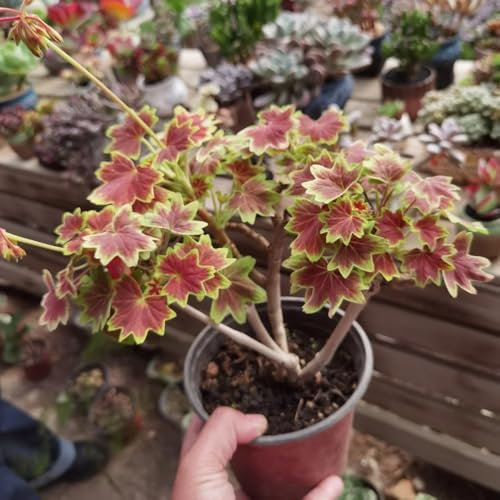 geranien samen stehend winterhart - pelargonium - gartendeko für draußen, blumenteppich winterharte deko blumen balkon gartenblumen, kräuterpflanzen zierblumen blumendeko pflanzen für 450pcs