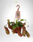 Pianta Carnivora Nepenthes Monkey Jars in Basket Vaso 14cm