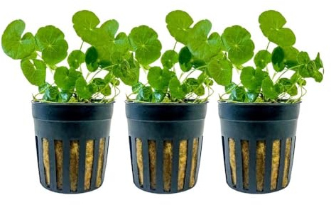 AquaOne Akvarium växt 3 stycken hydrocotyle leucocephala I vattenväxt akvarieväxt stjälkväxt helt genomrotad lätt att rengöra aquascaping dekoration