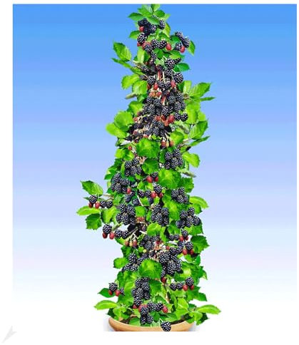 BALDUR Garten Säulen-Brombeeren Navaho® 'Big&Early' dornenlos, 1 Pflanze, Rubus fruticosa Säulenobst Beerenobst Brombeerpflanze, winterhart, platzsparende Säulen für kleine Gärten, Balkone & Terrassen